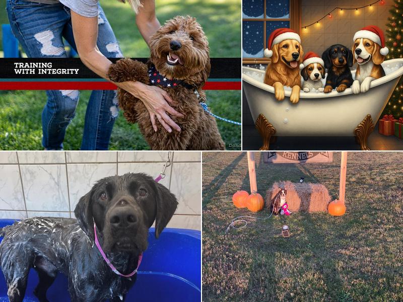 D & D Dog Dynamics Daycare & Lodging