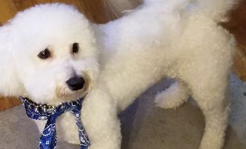 Bubbles & Bows Grooming Salon