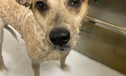 Professional Pet Services