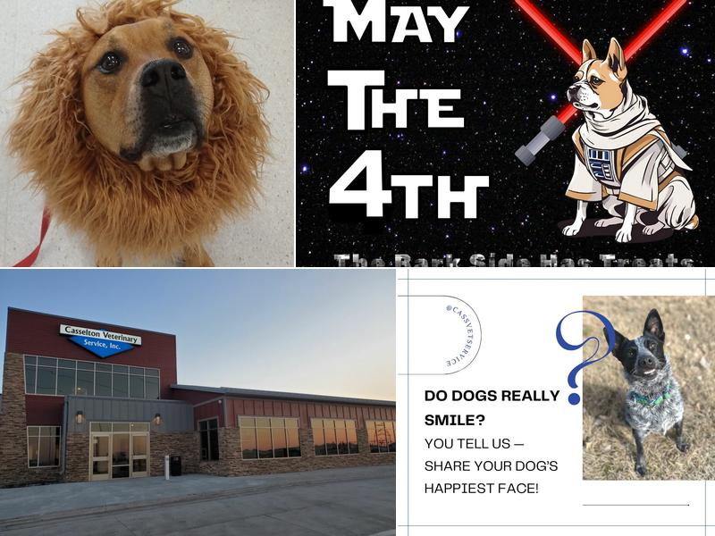 Casselton Veterinary Service, Fargo