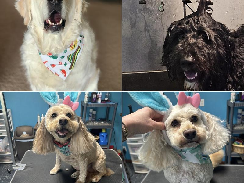 Bark n Bubbles dog grooming