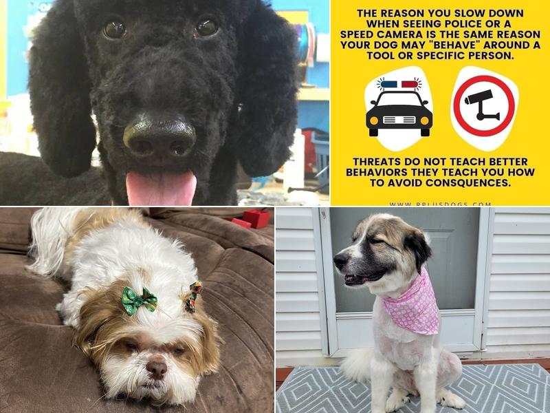 paw prints salon llc