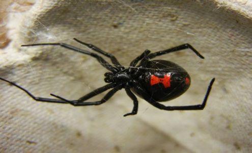 Delta Pest Solutions 10880 General Puller Hwy unit g, Hartfield Virginia 23071