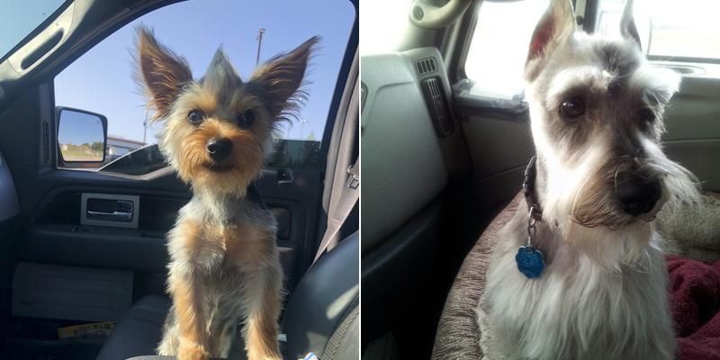 Pampered Paws Pet Spa