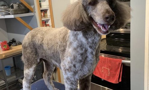 Pet, Rinse, Repeat Grooming, Mobile, Salon & Boarding