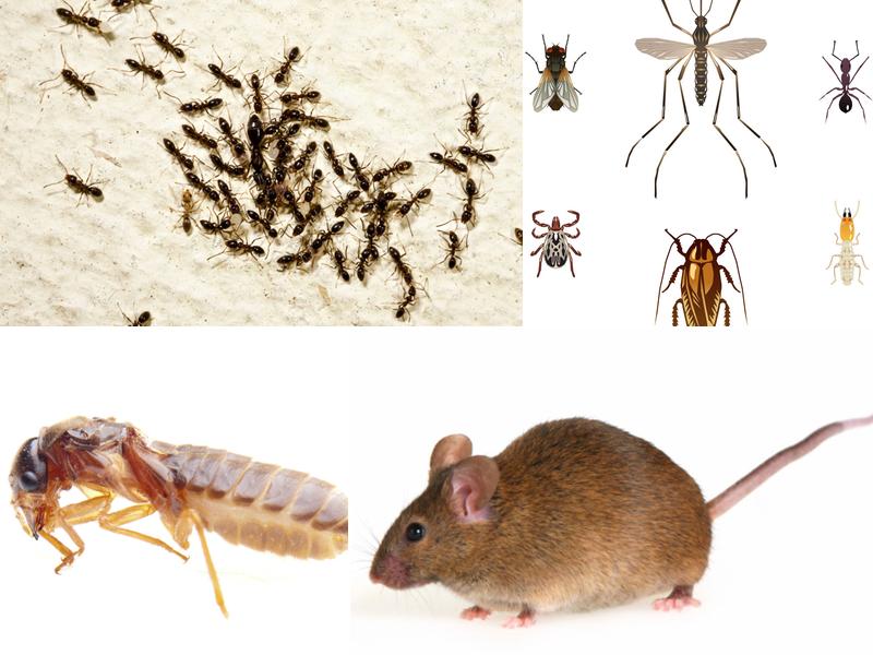 Blake's Pest Control Inc