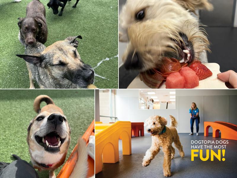 Dogtopia of Omaha-Millard