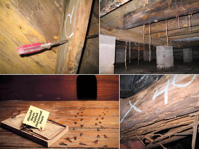 Elite Pest Control, LLC