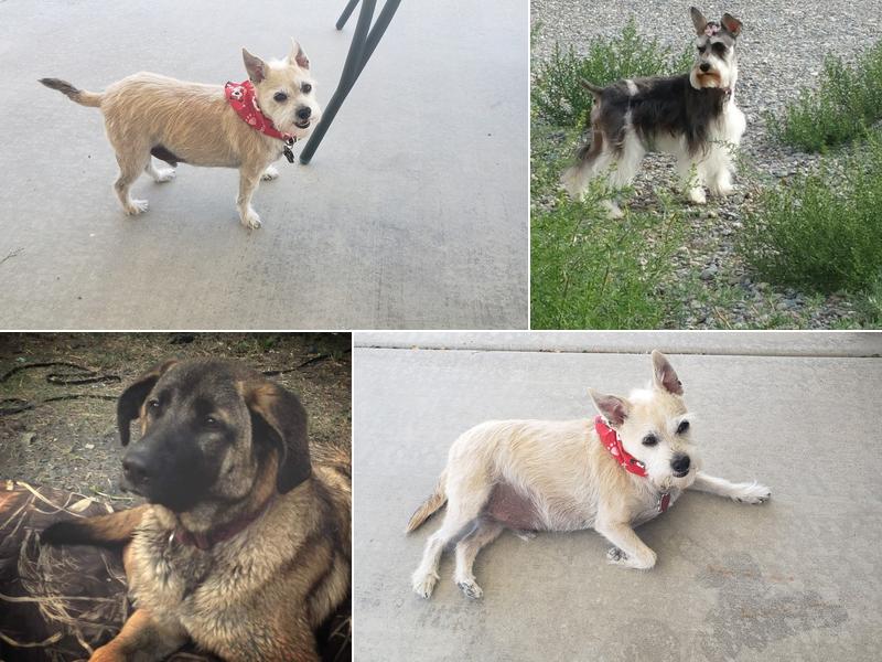 Lovable Pups Dog Grooming