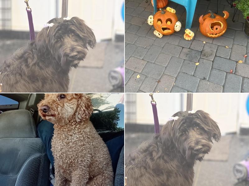 Debonair Dog Grooming by Emily