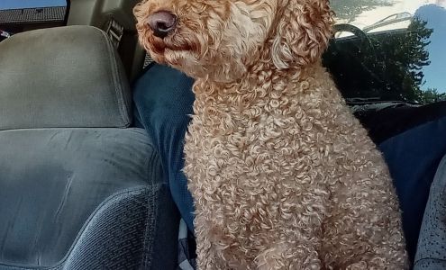 Debonair Dog Grooming by Emily 1060 Shadelands Ct, Reno Nevada 89523