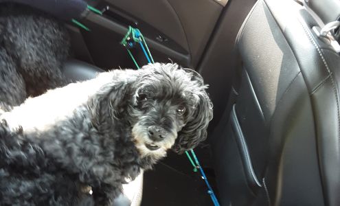 Snip-N-Clip Dog Grooming 340 Falcon Ridge Pkwy Blg 100, 340 Falcon Ridge Pkwy suite D, Mesquite Nevada 89027