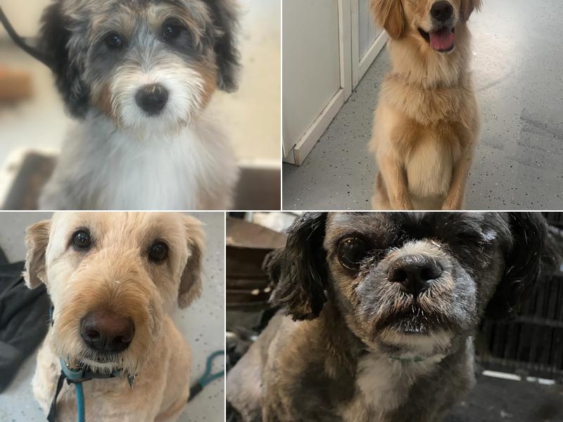 Dogs Galore Grooming