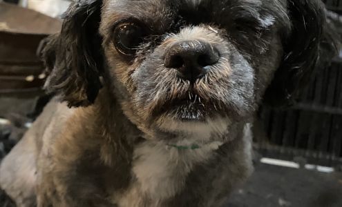 Dogs Galore Grooming