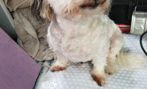 Classy Lassies Mobile Pet Spa