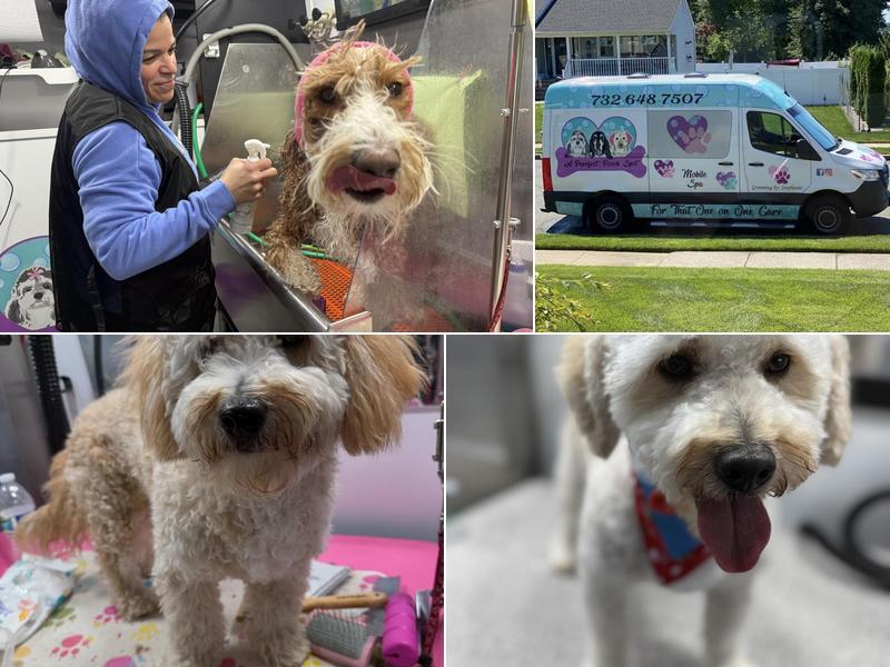 A Purrfect Pooch Spot