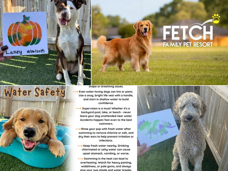Fetch Family Pet Resort