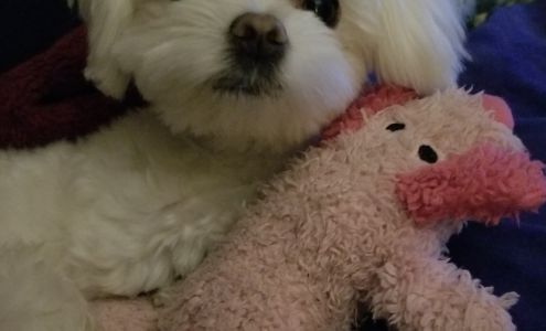 Cuddle Clips Pet Salon 5414 Shady Ave, Lowville New York 13367