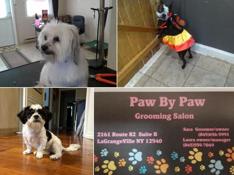 paw by paw grooming salon