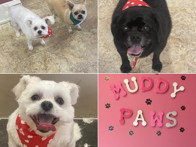 Muddy Paws Pet Grooming