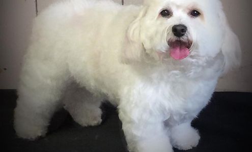 Deer Creek K-9 Cuts 2684 E Brutus St, Weedsport New York 13166