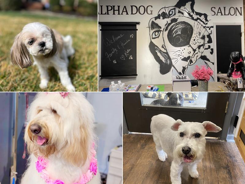 Alpha Dog Salon