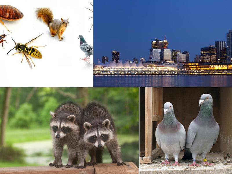 Apex Pest Control Ltd