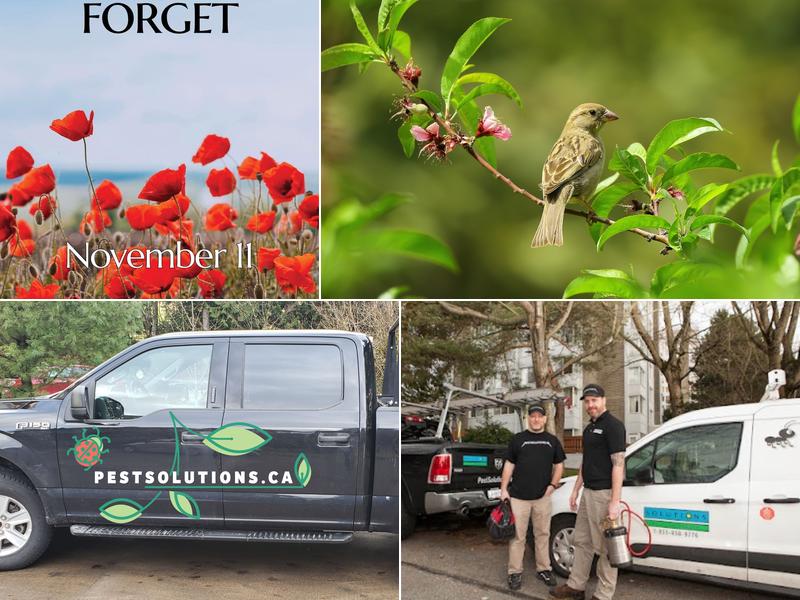 Solutions Pest Control