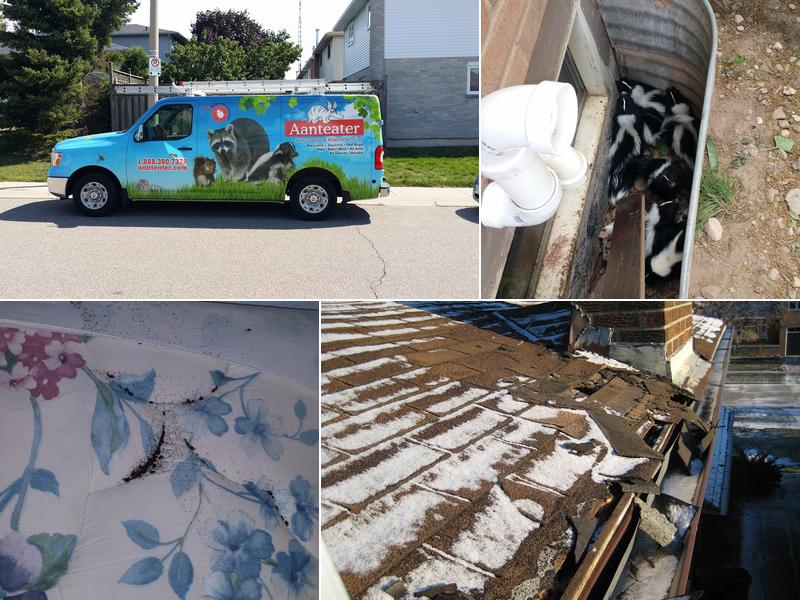 Aanteater Pest Control and Wildlife Services Inc.