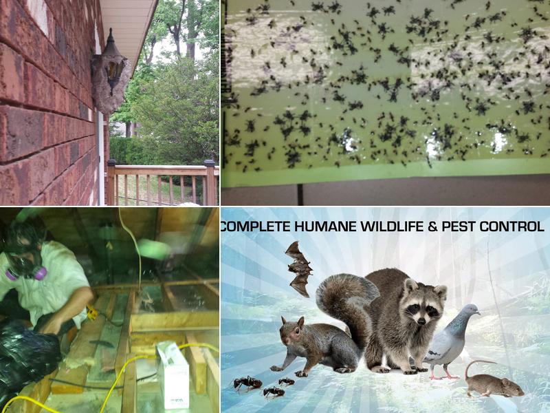 ICE Pest Control & Wildlife North York