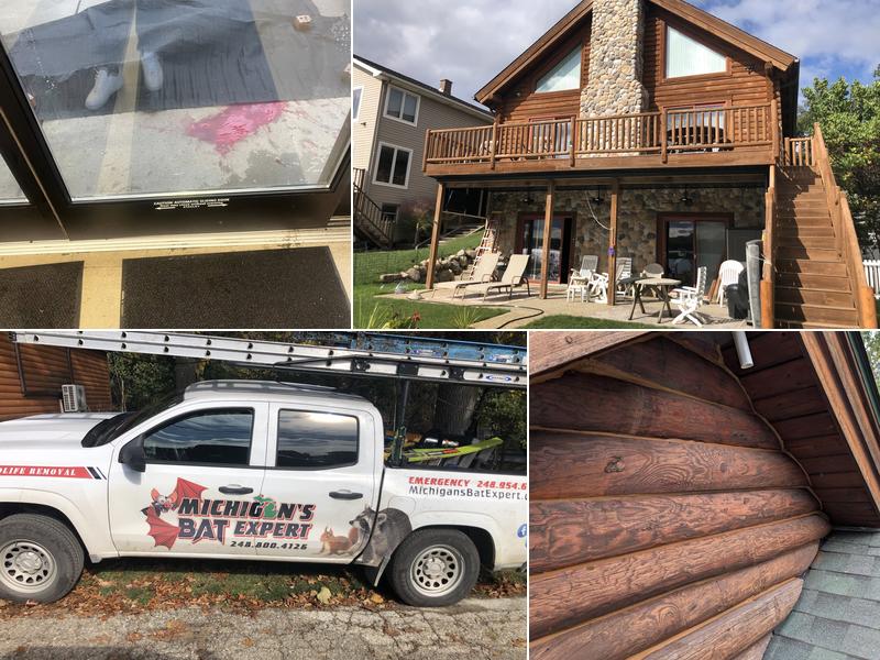 Michigan's Bat Expert / Wildlife Removal