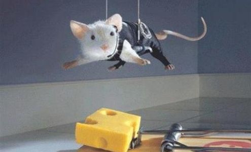 Legault Pest Management