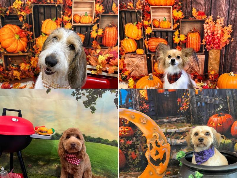 Pampered Pooch Grooming & Boutique