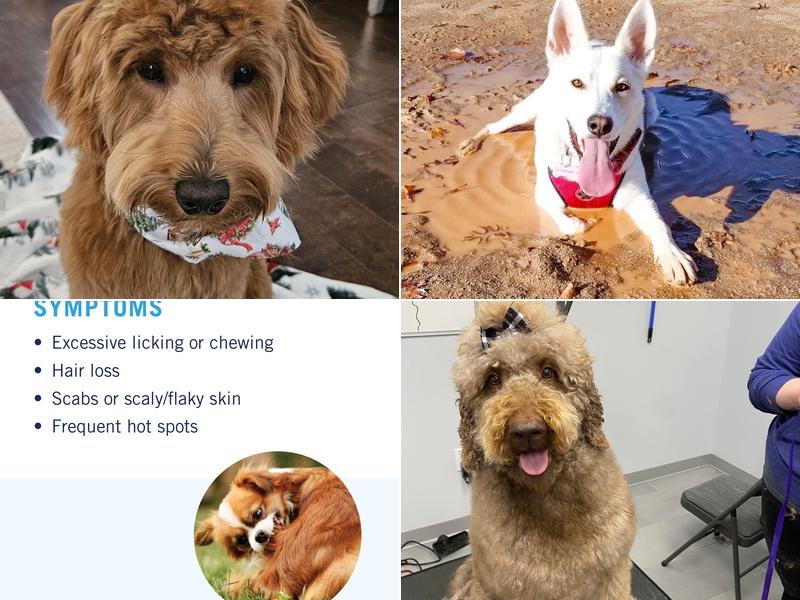 Scenthound South Charlotte