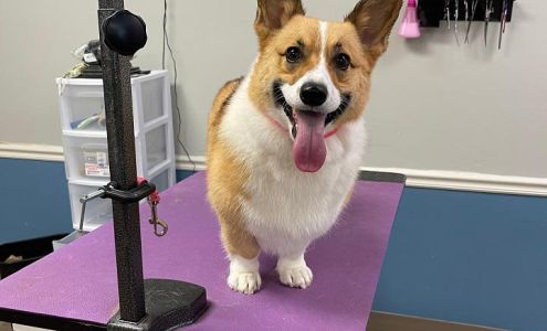 Posh Pooch Grooming 152 Southgate Dr # 2, Boone North Carolina 28607