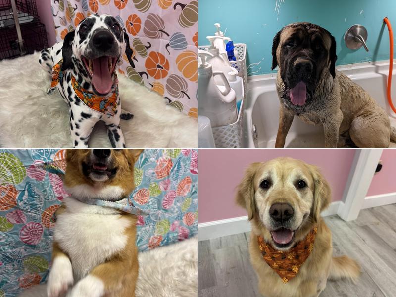 Pampered Pups Mobile Grooming