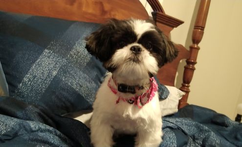 K9 Design Dog Grooming