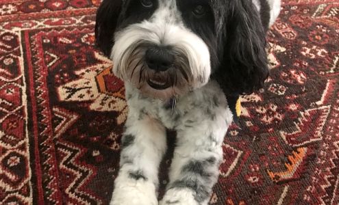 Yuppy Puppy Spa & Boutique