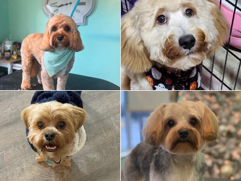 Fairy Tails Pet Salon