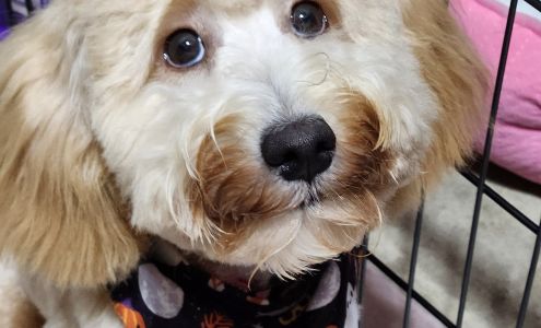 Fairy Tails Pet Salon