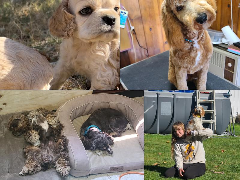 Specialized Grooming by Pamela