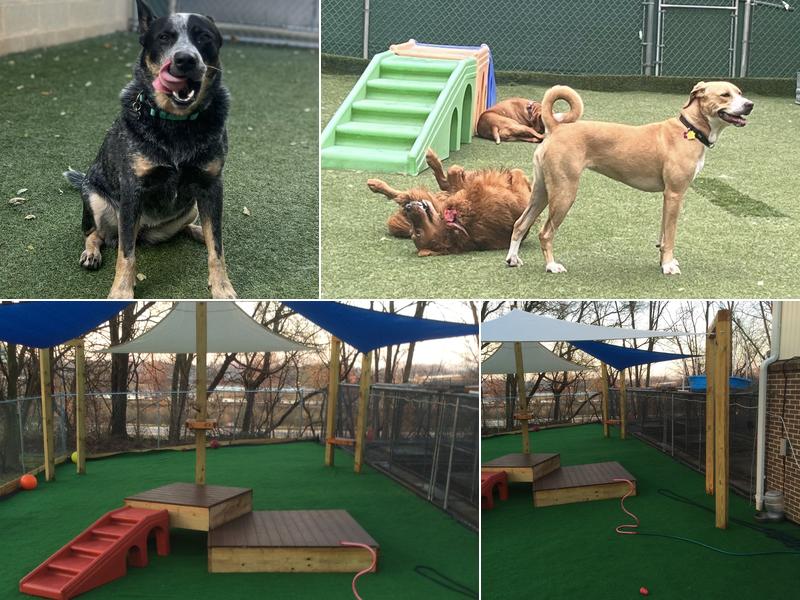 Noah's Pet Hotel & Spa