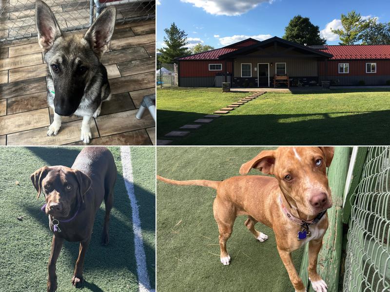 Sweet Dreams Groom and Board