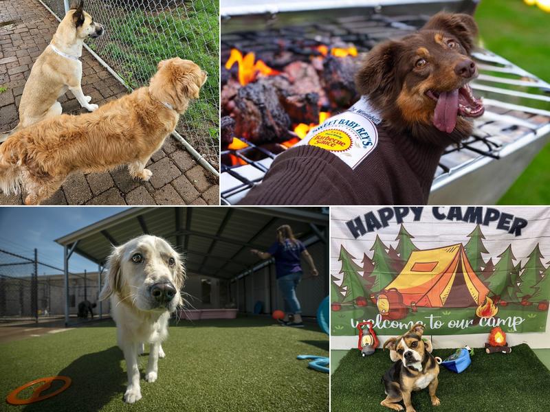 Pet Palace - Pittsburgh