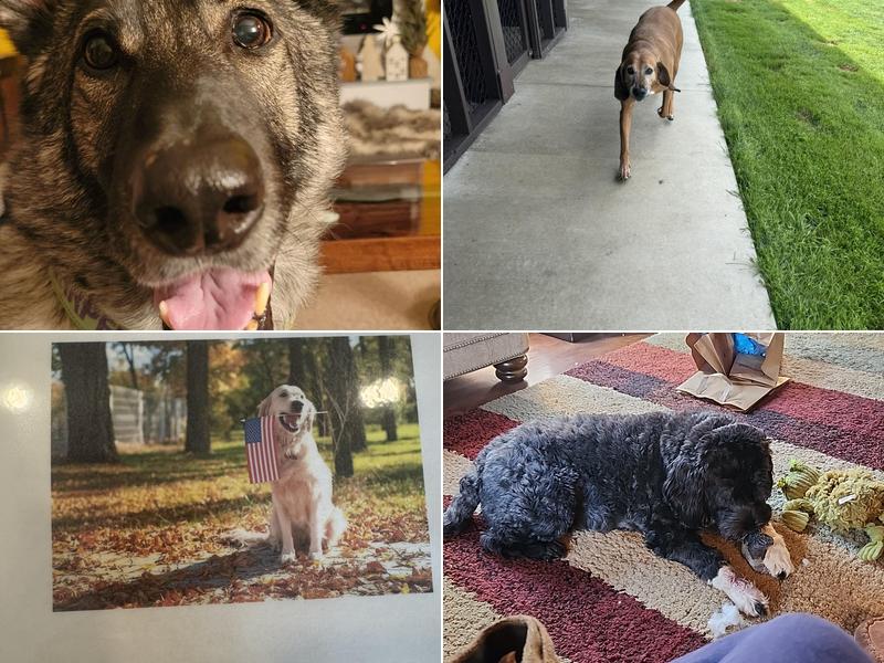 Hidden Gem Pet Lodge