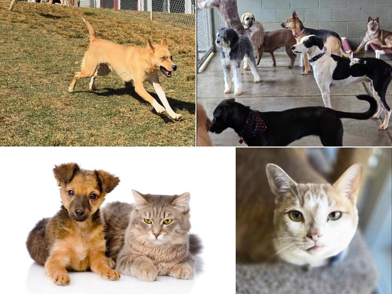 Hollycrest Bed & Biscuit