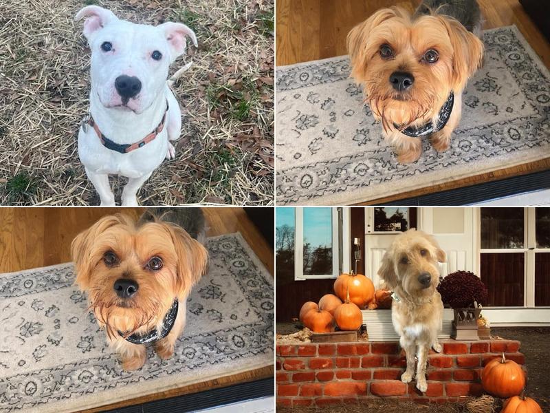 Palmetto Pups Groom and Play