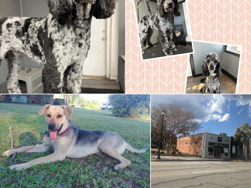 Dapper Dog ~ Grooming & Training