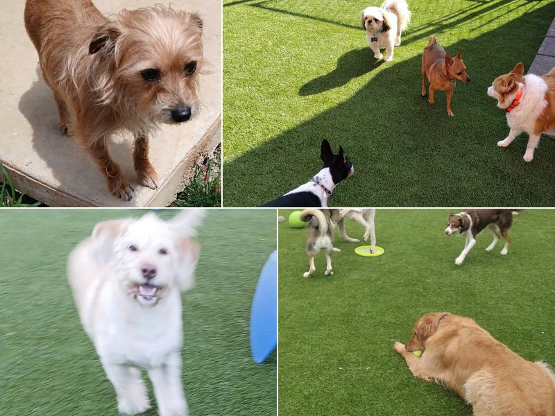 Paddle Creek Pet Ranch