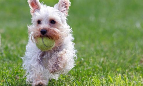 Country Club for Dogs